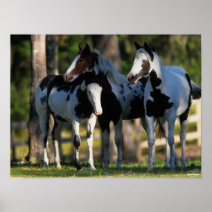 Affiche Trois Chevaux De Peinture Se Trouvent Ensemble