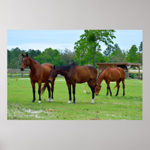 Affiche Trois chevaux majestueux