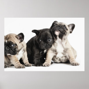 Affiche Trois Chiots Carlins