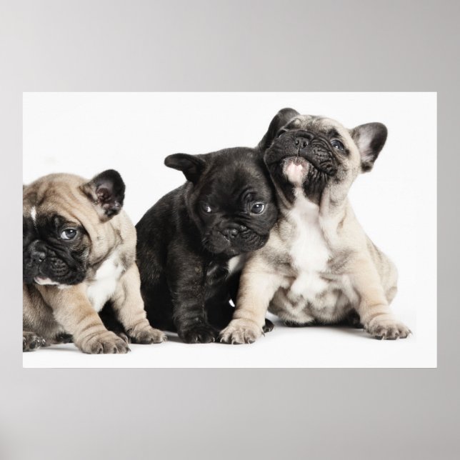 Affiche Trois Chiots Carlins (Devant)