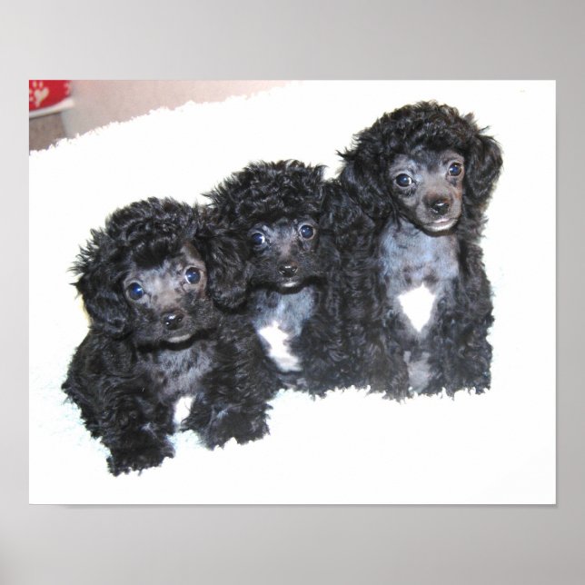 Affiche Trois chiots noirs Toy Poodle (Devant)
