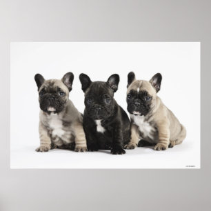 Affiche Trois Chiots Pedigree