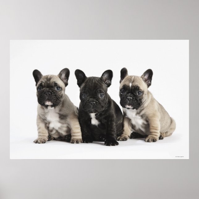 Affiche Trois Chiots Pedigree (Devant)