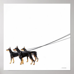 Affiche Trois dobermann sur la laisse