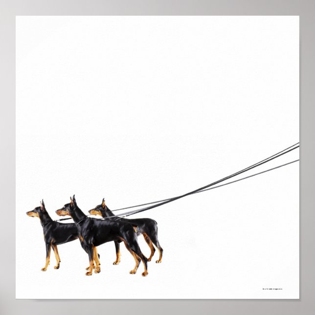 Affiche Trois Dobermans en laisse (Devant)