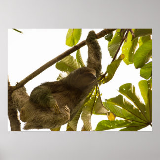Affiche Trois fentes à pieds au Costa Rica