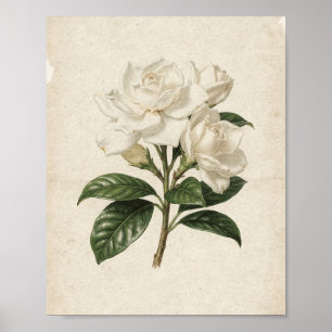 Affiche Trois Gardenias Blancs sur une Branche Art Botaniq