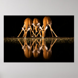 Affiche Trois impalas boivent ensemble la nuit