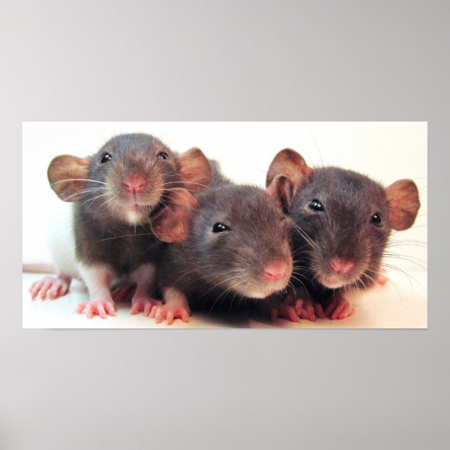 Affiche Trois Jokers (Devant)