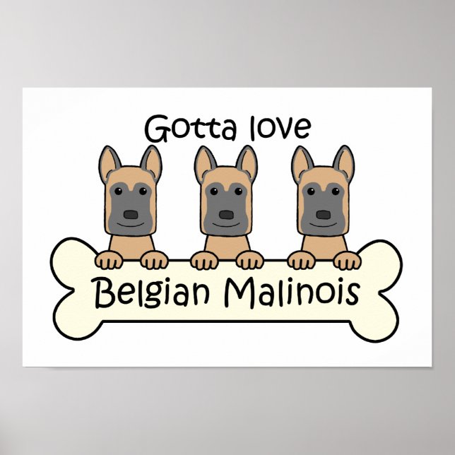 Affiche Trois Malinois belges (Devant)