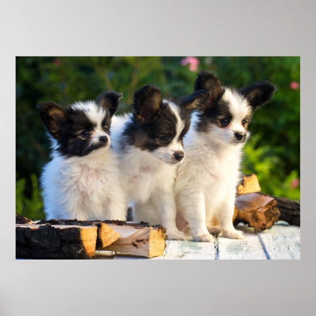 Affiche Trois mignonnes chiots papillon sur un banc de jar (Devant)