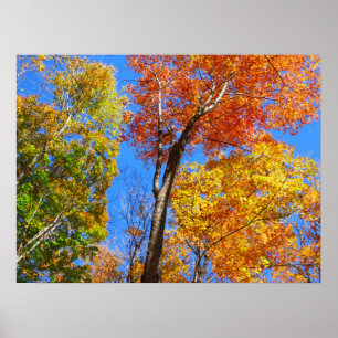 Affiche Trois nuances d'érables d'automne colorés