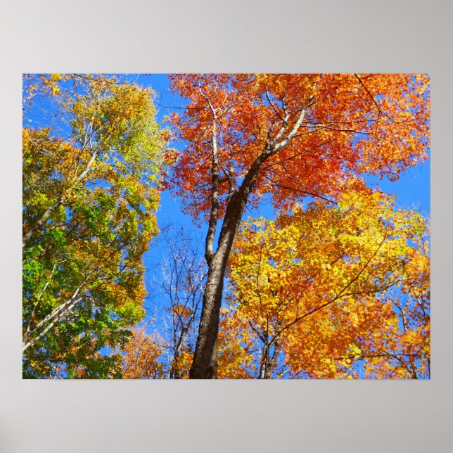 Affiche Trois nuances d'érables d'automne colorés (Devant)