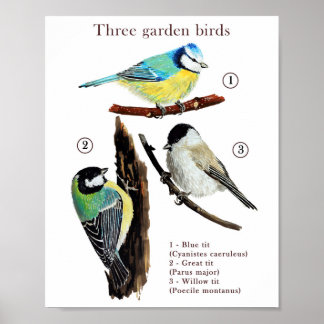 Affiche Trois oiseaux de jardin