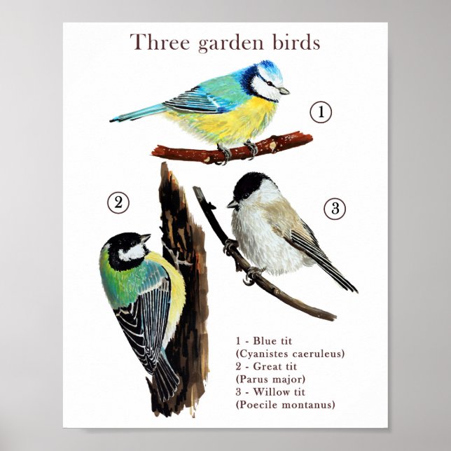 Affiche Trois oiseaux de jardin (Devant)
