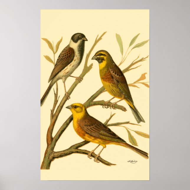 Affiche Trois oiseaux domestiques perchés sur une branche (Devant)