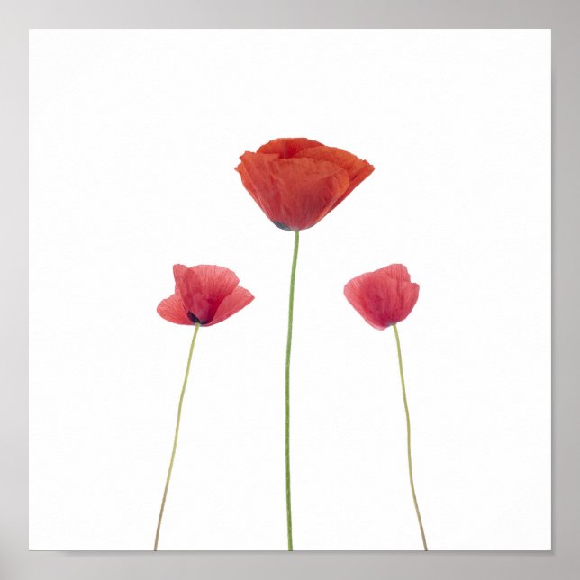 Affiche Trois pavots (Devant)