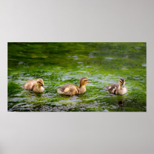 Affiche Trois petits canards