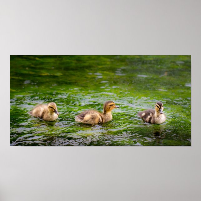 Affiche Trois petits canards (Devant)
