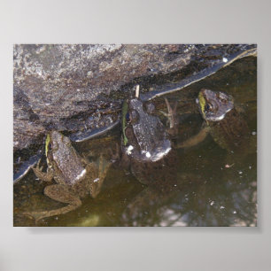 Affiche Trois petits Froggies