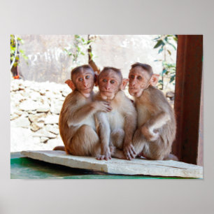 Affiche Trois singes Ensemble Faune