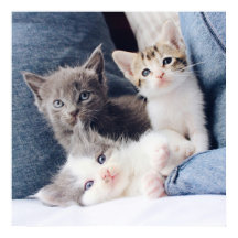 Trois Super Cute Kitten