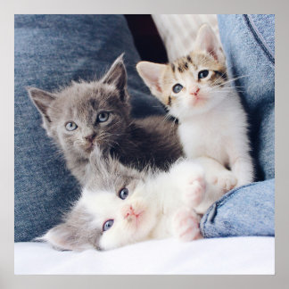 Affiche Trois Super Cute Kitten