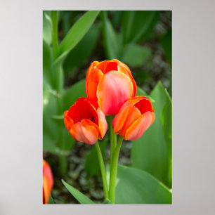 Affiche Trois tulipes rouges Photo