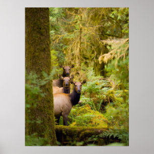Affiche Trois vaches élans de Roosevelt regardant la vue