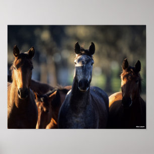 Affiche Trois Warmblots debout ensemble rétroéclairé