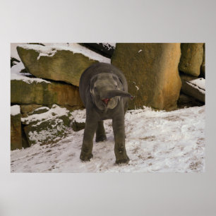 Affiche Trompette Baby Elephant Dans La Neige
