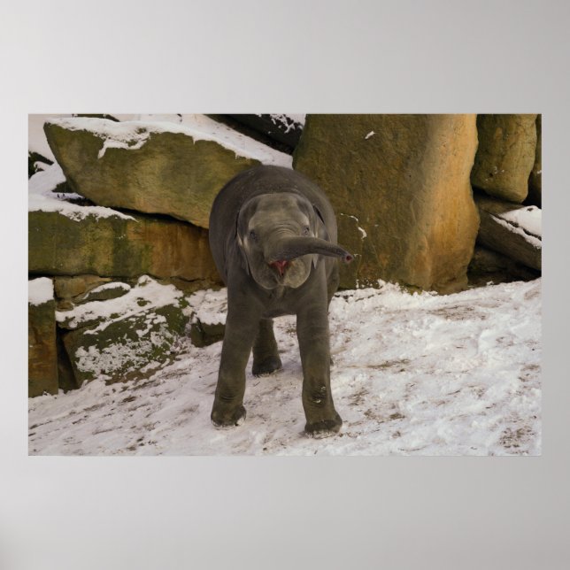 Affiche Trompette Baby Elephant Dans La Neige (Devant)