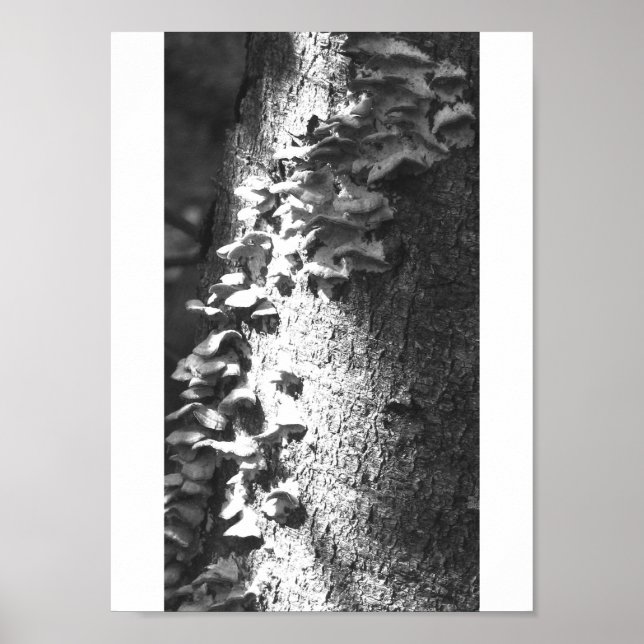 Affiche tronc (Devant)