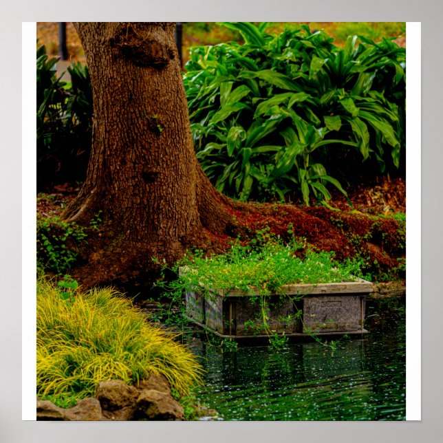 Affiche Tronc et Eau (Devant)