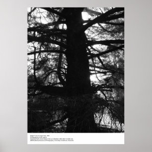 Affiche Tronc simple de grand Tree, 1963, par Ansel Adams