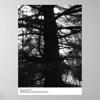 Affiche Tronc unique d'un grand arbre, 1963, par Ansel Ada