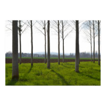 Troncs d'arbres et campagne française
