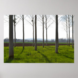 Affiche Troncs d'arbres et campagne française