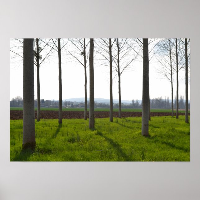 Affiche Troncs d'arbres et campagne française (Devant)