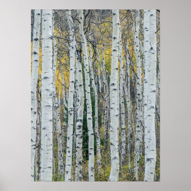 Affiche Troncs d'arbres Trembles | Aspen, Colorado (Devant)