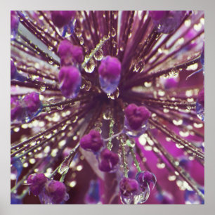 Affiche Trop de pluie sur violet Allium Flower Macro Abstr