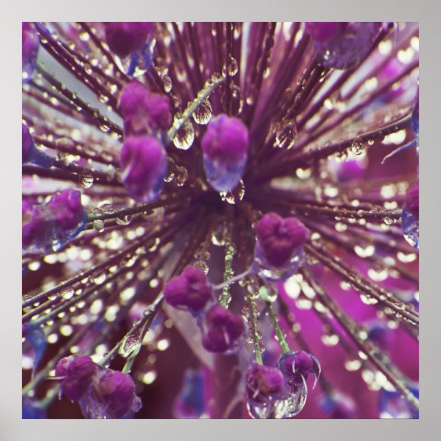 Affiche Trop de pluie sur violet Allium Flower Macro Abstr (Devant)
