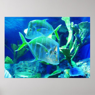 Affiche Tropical Fish in Beautiful Blues and Greens