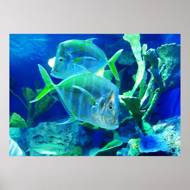 Affiche Tropical Fish in Beautiful Blues and Greens (Devant)