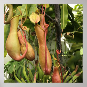 Affiche Tropical Pitcher Plant