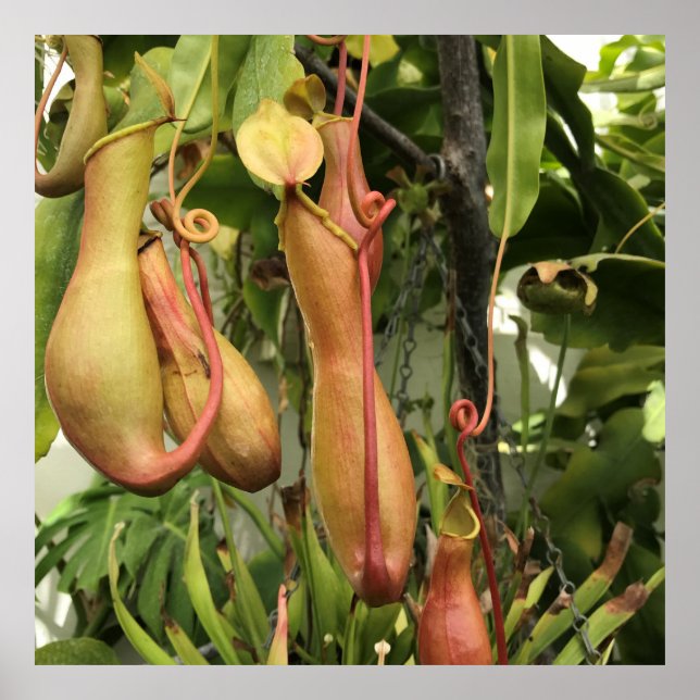 Affiche Tropical Pitcher Plant (Devant)