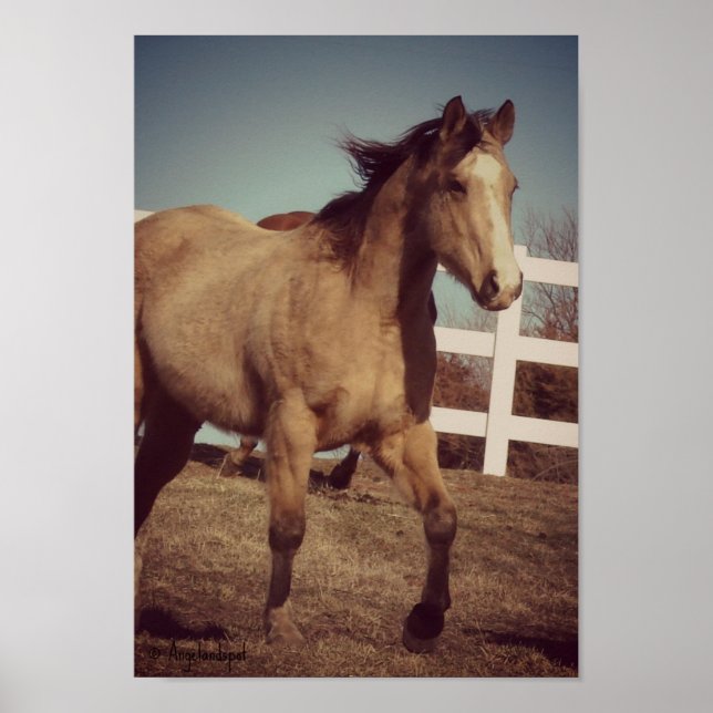 Affiche Trot Buckskin (Devant)