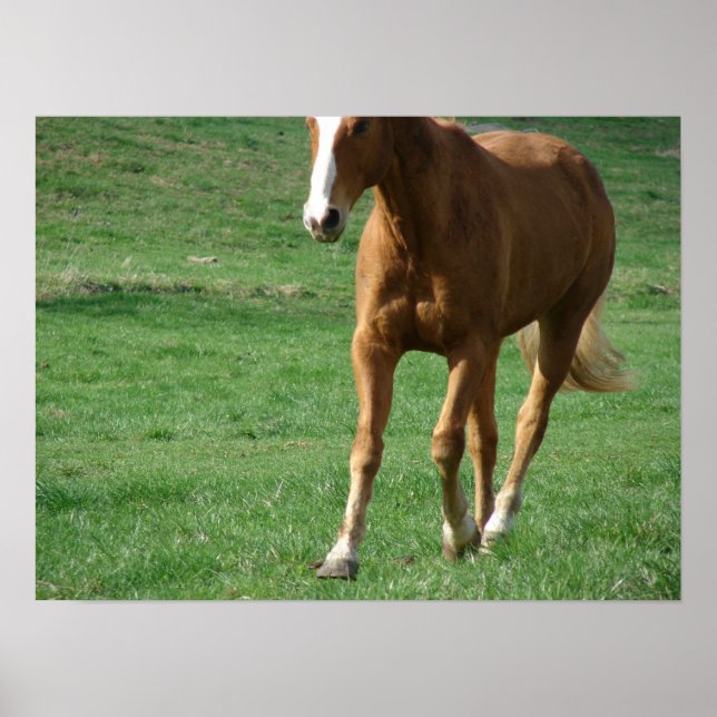 Affiche Trot étendu (Devant)