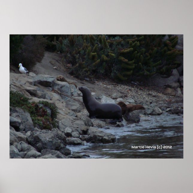 Affiche Trou d'arrosage Monterey (Devant)