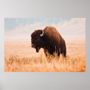 Affiche Troupeau de bisons d'Amérique (Bison Bison) à Teto